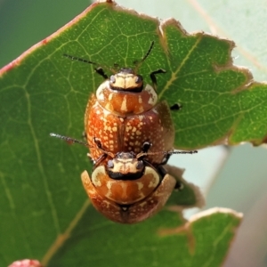 Paropsisterna decolorata at West Wodonga, VIC - 8 Sep 2024 10:00 AM