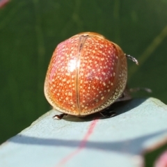 Paropsisterna decolorata at West Wodonga, VIC - 8 Sep 2024 10:00 AM