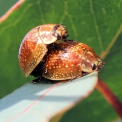 Paropsisterna decolorata at West Wodonga, VIC - 8 Sep 2024 10:00 AM