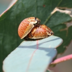 Paropsisterna decolorata at West Wodonga, VIC - 8 Sep 2024 10:00 AM