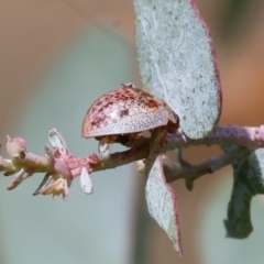 Paropsisterna m-fuscum (Eucalyptus Leaf Beetle) at West Wodonga, VIC - 8 Sep 2024 by KylieWaldon