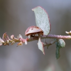 Paropsisterna m-fuscum at West Wodonga, VIC - 8 Sep 2024 09:47 AM