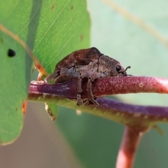 Gonipterus sp. (genus) (Eucalyptus Weevil) at West Wodonga, VIC - 7 Sep 2024 by KylieWaldon