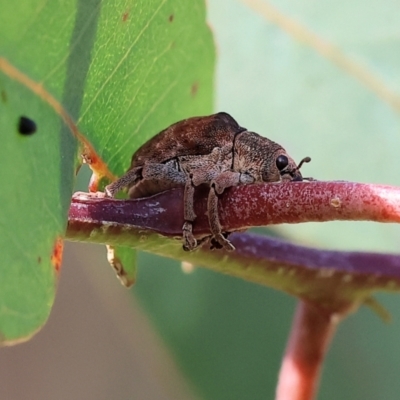 Gonipterus sp. (genus) (Eucalyptus Weevil) at West Wodonga, VIC - 8 Sep 2024 by KylieWaldon