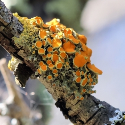 Teloschistes sp. (genus) (A lichen) at West Wodonga, VIC - 8 Sep 2024 by KylieWaldon