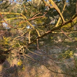 Acacia decurrens at Hackett, ACT - 5 Sep 2024