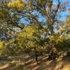 Acacia decurrens at Hackett, ACT - 5 Sep 2024