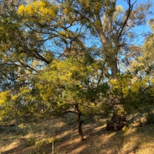 Acacia decurrens at Hackett, ACT - 5 Sep 2024 05:03 PM