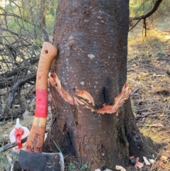 Acacia decurrens at Hackett, ACT - 5 Sep 2024