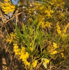 Acacia decurrens (Green Wattle) at Hackett, ACT - 5 Sep 2024 by waltraud