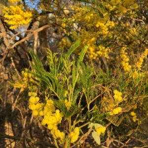 Acacia decurrens at Hackett, ACT - 5 Sep 2024