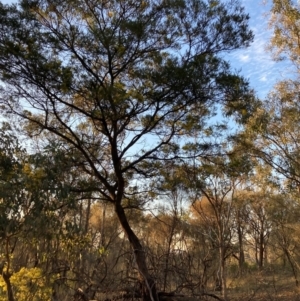 Acacia decurrens at Hackett, ACT - 5 Sep 2024