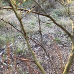 Acacia decurrens at Hackett, ACT - 5 Sep 2024