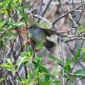 Acanthiza pusilla at West Wodonga, VIC - 8 Sep 2024