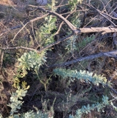 Acacia baileyana (Cootamundra Wattle, Golden Mimosa) at Hackett, ACT - 5 Sep 2024 by waltraud