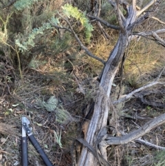 Acacia baileyana at Hackett, ACT - 5 Sep 2024