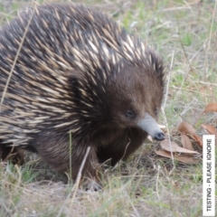 Tachyglossus aculeatus (Short-beaked Echidna) at Tharwa, ACT - 17 Oct 2018 by MichaelBedingfield