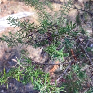 Cassinia aculeata subsp. aculeata at Hackett, ACT - 5 Sep 2024