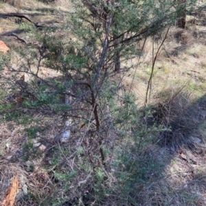 Cassinia aculeata subsp. aculeata at Hackett, ACT - 5 Sep 2024 03:22 PM