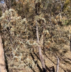 Acacia baileyana at Hackett, ACT - 5 Sep 2024