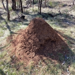 Nasutitermes exitiosus (Snouted termite, Gluegun termite) at Hackett, ACT - 5 Sep 2024 by waltraud