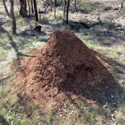 Nasutitermes exitiosus (Snouted termite, Gluegun termite) at Hackett, ACT - 5 Sep 2024 by waltraud