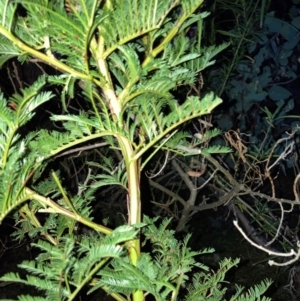 Acacia decurrens at Hackett, ACT - 5 Sep 2024 06:04 PM