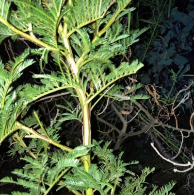 Acacia decurrens (Green Wattle) at Hackett, ACT - 5 Sep 2024 by waltraud