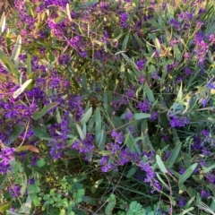 Hardenbergia violacea (False Sarsaparilla) at Hackett, ACT - 7 Sep 2024 by waltraud