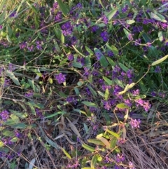 Hardenbergia violacea at Hackett, ACT - 7 Sep 2024