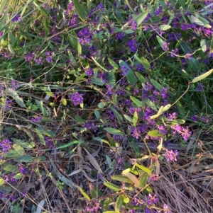 Hardenbergia violacea at Hackett, ACT - 7 Sep 2024 05:17 PM