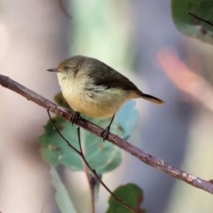 Acanthiza reguloides (Buff-rumped Thornbill) at West Wodonga, VIC - 8 Sep 2024 by KylieWaldon