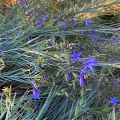 Stypandra glauca (Nodding Blue Lily) at Hackett, ACT - 8 Sep 2024 by waltraud