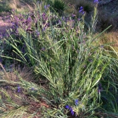 Stypandra glauca at Hackett, ACT - 9 Sep 2024