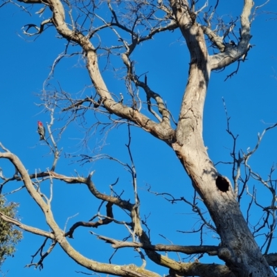 Callocephalon fimbriatum (Gang-gang Cockatoo) at O'Malley, ACT - 9 Sep 2024 by Mike