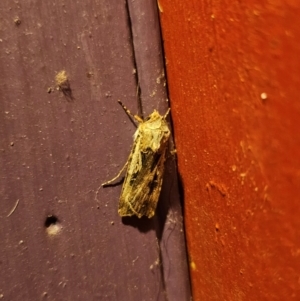 Agrotis munda at Captains Flat, NSW - 8 Sep 2024