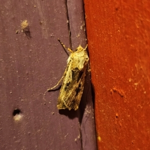 Agrotis munda at Captains Flat, NSW - 8 Sep 2024