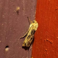 Agrotis munda at Captains Flat, NSW - 8 Sep 2024