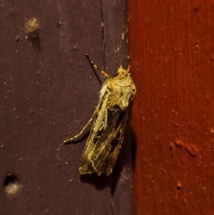 Agrotis munda at Captains Flat, NSW - 8 Sep 2024