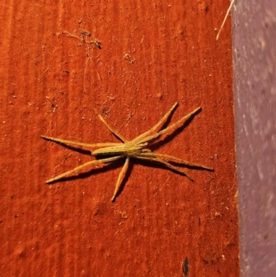 Thasyraea lepida (Prowling spider) at Captains Flat, NSW - 8 Sep 2024 by Csteele4