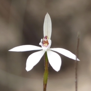 Caladenia fuscata at Tallong, NSW - 7 Sep 2024