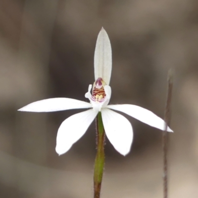 Caladenia fuscata (Dusky Fingers) at Tallong, NSW - 7 Sep 2024 by Curiosity