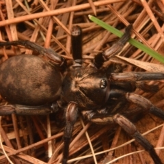 Stanwellia sp. (genus) (Trapdoor Spider) at Isaacs, ACT - 28 Apr 2024 by NateKingsford