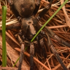 Stanwellia sp. (genus) at Isaacs, ACT - 28 Apr 2024