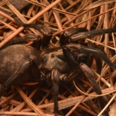 Stanwellia sp. (genus) at Isaacs, ACT - 28 Apr 2024