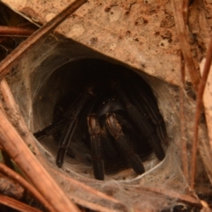 Stanwellia sp. (genus) at Isaacs, ACT - 28 Apr 2024