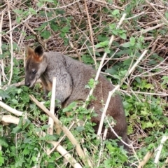 Wallabia bicolor (Swamp Wallaby) at Marshall Mount, NSW - 7 Sep 2024 by RalphArn