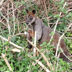 Wallabia bicolor at Marshall Mount, NSW - 7 Sep 2024