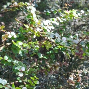 Pittosporum multiflorum at Marshall Mount, NSW - 1 Sep 2024