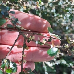 Pittosporum multiflorum at Marshall Mount, NSW - 1 Sep 2024